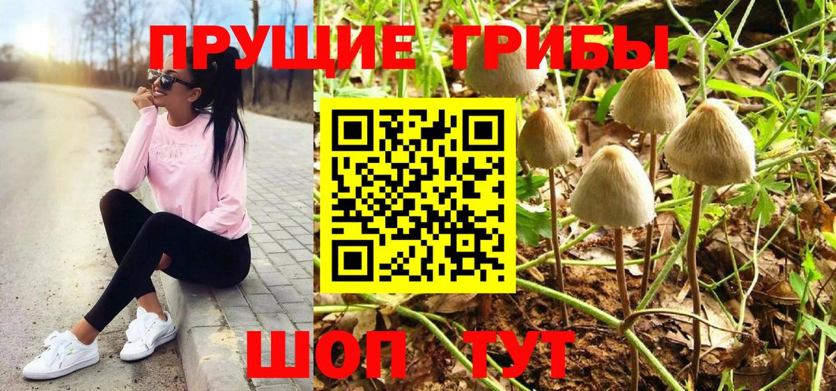 Псилоцибиновые грибы Psilocybine cubensis Ялта